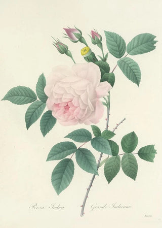 Pierre Joseph Redout - Choix des plus belles fleurs pl 091.webp