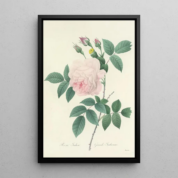 Auswahl der schönsten Blumen pl 091 - Pierre Joseph Redouté — gerahmtes Bild an der Wand