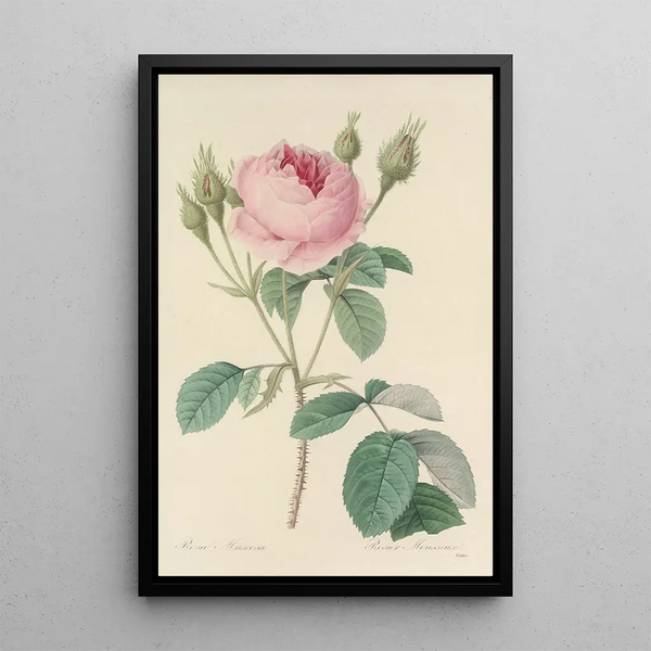 Auswahl der schönsten Blumen pl 093 - Pierre Joseph Redouté — gerahmtes Bild an der Wand