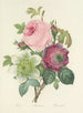Auswahl der schönsten Blumen pl 095 - Pierre-Joseph Redouté — Ansicht des Kunstwerks