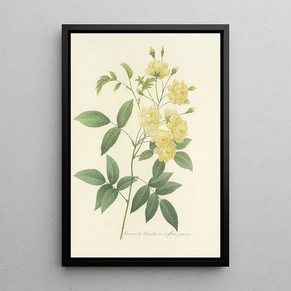 Auswahl der schönsten Blumen pl 097 - Pierre Joseph Redouté — gerahmtes Bild an der Wand