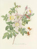 Auswahl der schönsten Blumen pl 098 - Pierre-Joseph Redouté — Ansicht des Kunstwerks