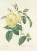 Auswahl der schönsten Blumen pl 100 - Pierre-Joseph Redouté — Ansicht des Kunstwerks