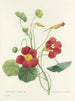 Auswahl der schönsten Blumen pl 106 - Pierre-Joseph Redouté — Ansicht des Kunstwerks