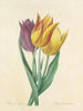 Auswahl der schönsten Blumen pl 108 - Pierre-Joseph Redouté — Ansicht des Kunstwerks