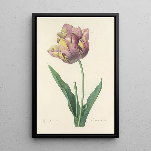 Auswahl der schönsten Blumen pl 109 - Pierre Joseph Redouté — gerahmtes Bild an der Wand
