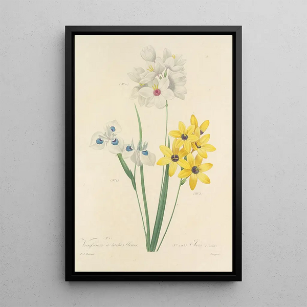 Auswahl der schönsten Blumen pl 111 - Pierre Joseph Redouté — gerahmtes Bild an der Wand