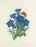 Auswahl der schönsten Blumen pl 112 - Pierre-Joseph Redouté — Ansicht des Kunstwerks