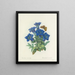 Auswahl der schönsten Blumen pl 112 - Pierre-Joseph Redouté — gerahmtes Bild an der Wand