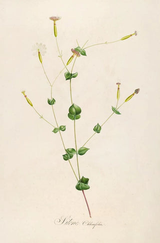 Pierre Joseph Redout - Description des plantes rares cultivees a Malmaison et a Navarre Pl05.webp