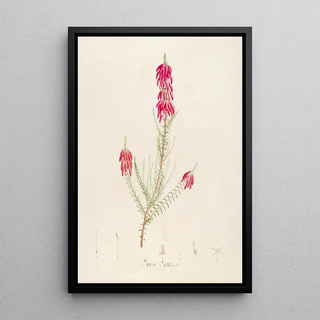 Pierre Joseph Redout - Description des plantes rares cultivees a Malmaison et a Navarre Pl16.webp