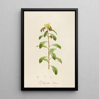 Pierre Joseph Redout - Description des plantes rares cultivees a Malmaison et a Navarre Pl21.webp