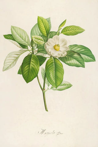 Pierre Joseph Redout - Description des plantes rares cultivees a Malmaison et a Navarre Pl42.webp