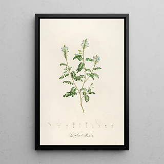 Pierre Joseph Redout - Description des plantes rares cultivees a Malmaison et a Navarre Pl57.webp