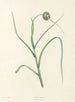 La botanique de J. J. Rousseau Pl 07 - Pierre-Joseph Redouté — Ansicht des Kunstwerks