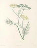Das botanische Werk von J. J. Rousseau Pl 30 - Pierre-Joseph Redouté — Ansicht des Kunstwerks