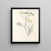 Das botanische Werk von J. J. Rousseau Pl 30 - Pierre-Joseph Redouté — gerahmtes Bild an der Wand