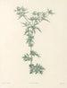 Das botanische J. J. Rousseau Pl 32 - Pierre-Joseph Redouté — Ansicht des Kunstwerks