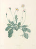 La botanique de J. J. Rousseau Pl 34 - Pierre-Joseph Redouté — Ansicht des Kunstwerks