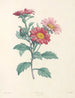 Das botanische J. J. Rousseau Pl 38 - Pierre-Joseph Redouté — Ansicht des Kunstwerks