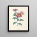 Das botanische J. J. Rousseau Pl 38 - Pierre-Joseph Redouté — gerahmtes Bild an der Wand