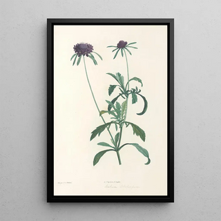 Pierre Joseph Redout - La botanique de J J Rousseau Pl 39.webp