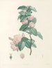 La botanique de J. J. Rousseau Pl 40 - Pierre-Joseph Redouté — Ansicht des Kunstwerks