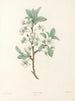 La botanique de J. J. Rousseau Pl 43 - Pierre-Joseph Redouté — Ansicht des Kunstwerks