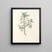 La botanique de J. J. Rousseau Pl 43 - Pierre-Joseph Redouté — gerahmtes Bild an der Wand