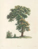 Das botanische J. J. Rousseau Pl 48 - Pierre-Joseph Redouté — Ansicht des Kunstwerks