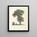 Das botanische J. J. Rousseau Pl 48 - Pierre-Joseph Redouté — gerahmtes Bild an der Wand