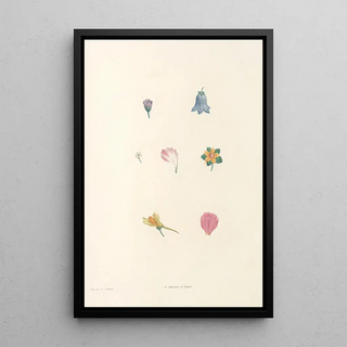 Pierre Joseph Redout - La botanique de J J Rousseau Pl 59.webp