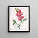 Lathyrus latifolius Pois éternel - Pierre Joseph Redouté — gerahmtes Bild an der Wand