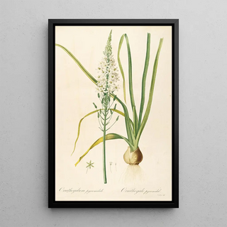 Pierre Joseph Redout - Les liliacees Pl02.webp