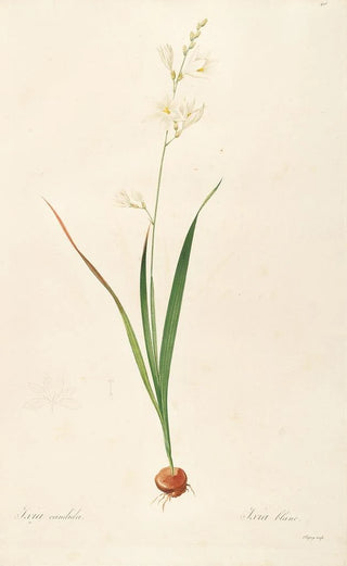 Pierre Joseph Redout - Les liliacees Pl06.webp