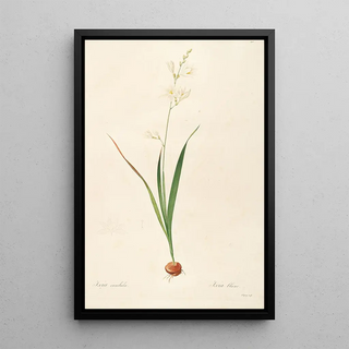 Pierre Joseph Redout - Les liliacees Pl06.webp