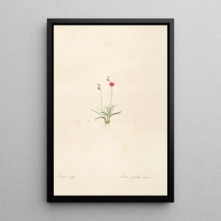 Pierre Joseph Redout - Les liliacees Pl13.webp