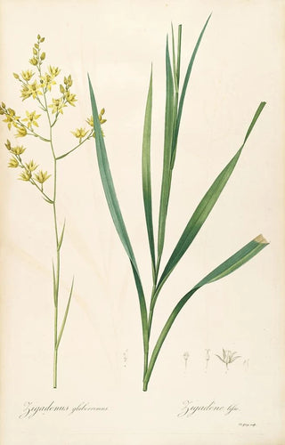 Pierre Joseph Redout - Les liliacees Pl40.webp