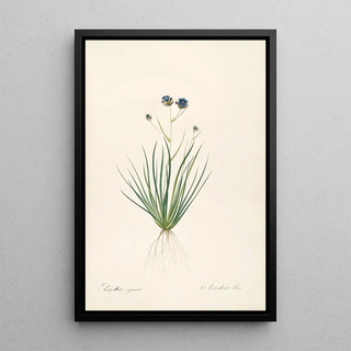 Pierre Joseph Redout - Les liliacees Pl41.webp