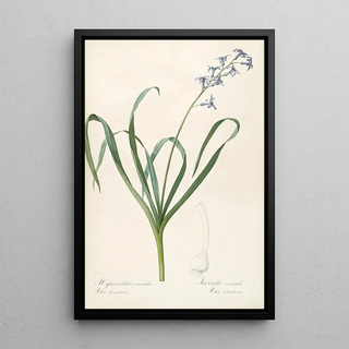 Pierre Joseph Redout - Les liliacees Pl44.webp