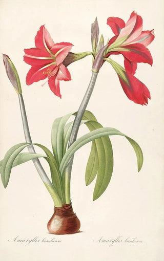 Pierre Joseph Redout - Les liliacees Pl48.webp