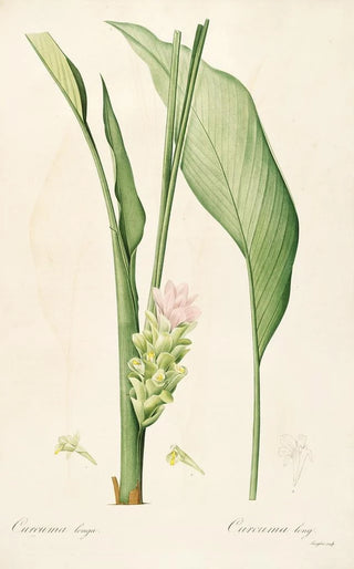 Pierre Joseph Redout - Les liliacees Pl52.webp