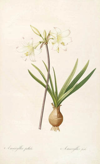 Pierre Joseph Redout - Les liliacees Pl58.webp