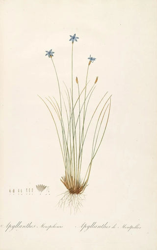 Pierre Joseph Redout - Les liliacees Pl62.webp