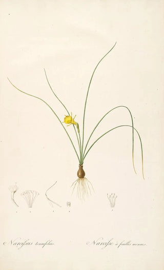 Pierre Joseph Redout - Les liliacees Pl65.webp