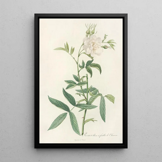 Pierre Joseph Redout - Rosa Alba Cimbaefolia.webp