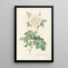 Rosa Alba Flore Pleno - Pierre Joseph Redouté — gerahmtes Bild an der Wand