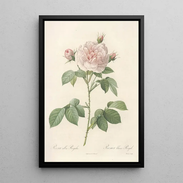 Rosa Alba Regalis - Pierre Joseph Redouté — gerahmtes Bild an der Wand