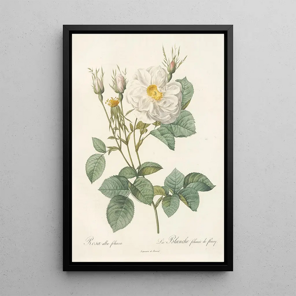 Rosa Alba foliacea - Pierre Joseph Redouté — gerahmtes Bild an der Wand