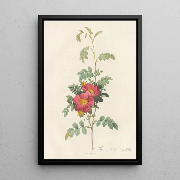 Rosa Alpina Debilis - Pierre Joseph Redouté — gerahmtes Bild an der Wand